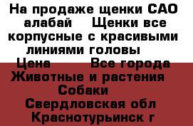 На продаже щенки САО (алабай ). Щенки все корпусные с красивыми линиями головы . › Цена ­ 30 - Все города Животные и растения » Собаки   . Свердловская обл.,Краснотурьинск г.